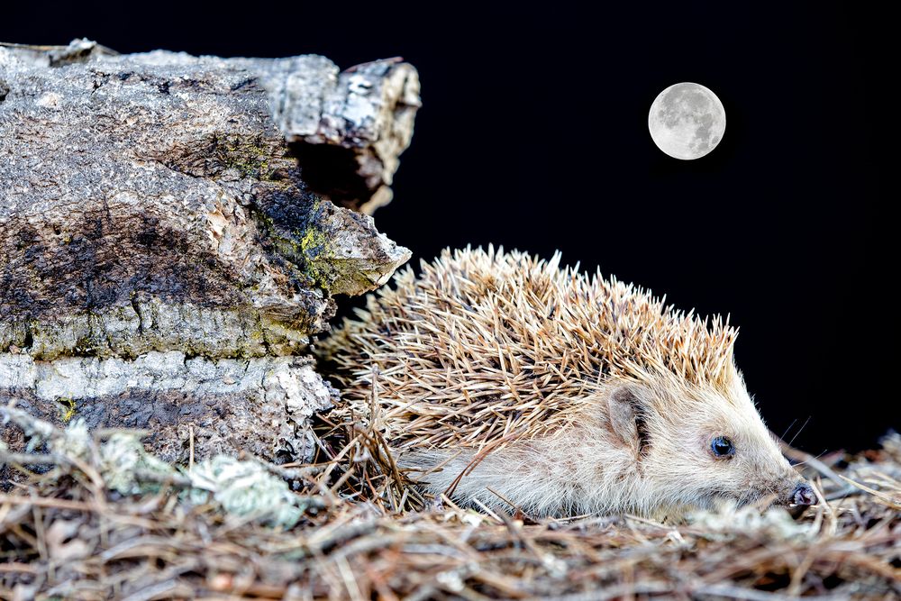 Erizo junto a un tronco, con la luna llena al fondo. Foto: Kique Ruiz