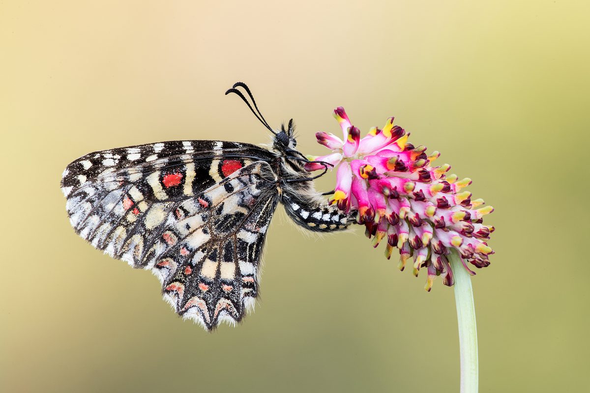 Mariposa arlequ&iacute;n posada sobre una flor. Foto: Kique Ruiz